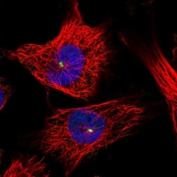 ZNF766 Antibody, Novus Biologicals:Antibodies:Primary Antibodies